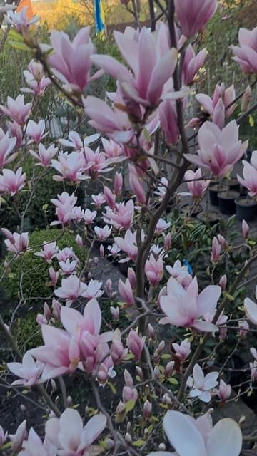 Магнолія Суланжа (Magnolia soulangeana) ФОТО Розсадник рослин Природа (52)