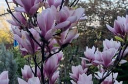 Магнолія Суланжа (Magnolia soulangeana) ФОТО Розсадник рослин Природа (54)