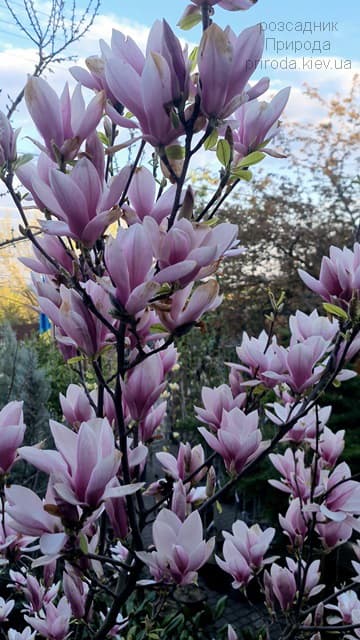 Магнолія Суланжа (Magnolia soulangeana) ФОТО Розсадник рослин Природа (54)