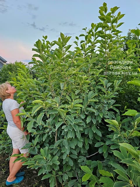 Магнолія Суланжа (Magnolia soulangeana) ФОТО Розсадник рослин Природа (58)