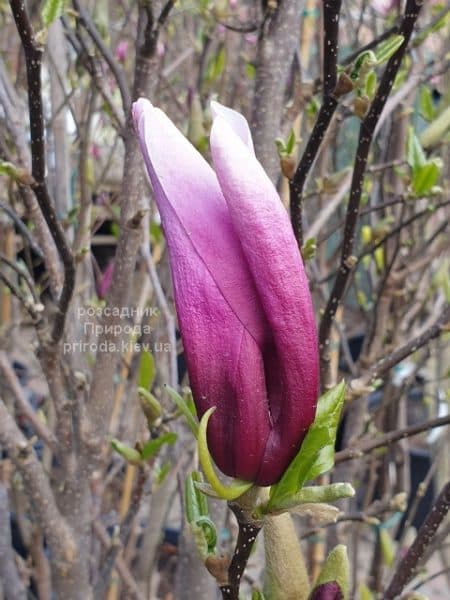 Магнолія Сюзан (Magnolia Susan) ФОТО Розсадник рослин Природа (14)