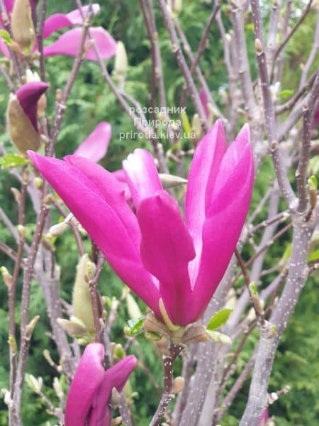 Магнолія Сюзан (Magnolia Susan) ФОТО Розсадник рослин Природа (17)