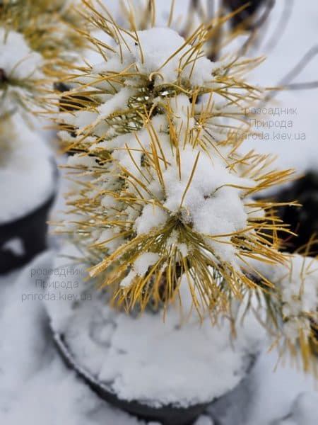 Сосна скручена Чиф Джозеф (Pinus contorta Chief Joseph) ФОТО Розсадник рослин Природа (1)