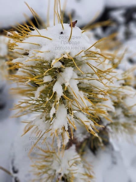 Сосна скручена Чиф Джозеф (Pinus contorta Chief Joseph) ФОТО Розсадник рослин Природа (2)