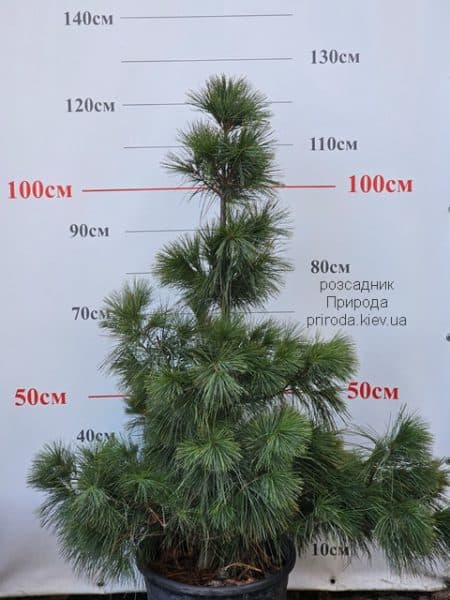 Сосна веймутова (Pinus strobus) ФОТО Розсадник рослин Природа (1)