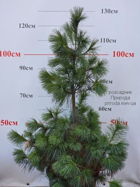 Сосна веймутова (Pinus strobus) ФОТО Розсадник рослин Природа (2)