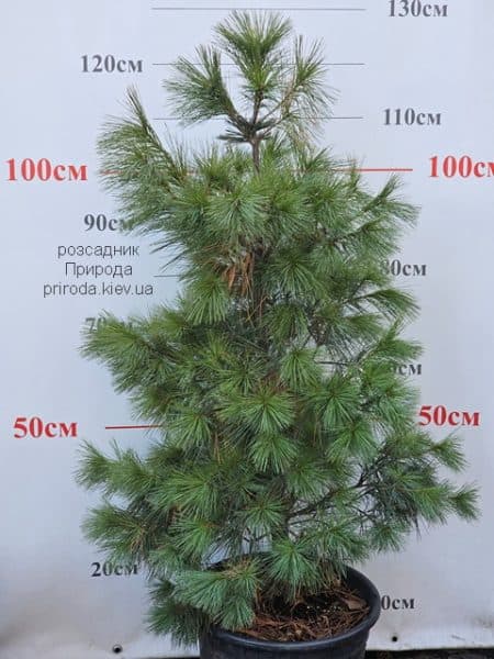 Сосна веймутова (Pinus strobus) ФОТО Розсадник рослин Природа (3)