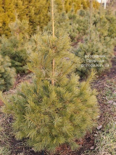 Сосна веймутова (Pinus strobus) ФОТО Розсадник рослин Природа (4)