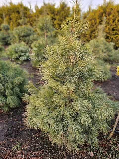 Сосна веймутова (Pinus strobus) ФОТО Розсадник рослин Природа (5)