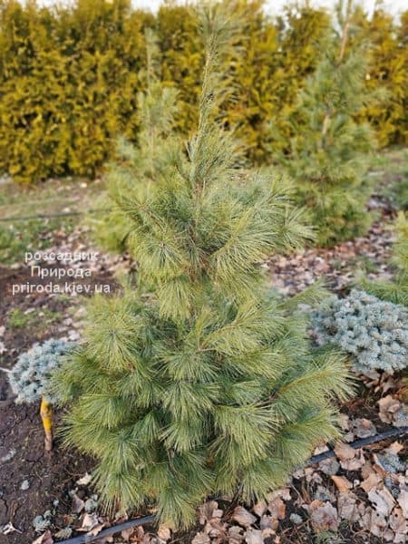 Сосна веймутова (Pinus strobus) ФОТО Розсадник рослин Природа (6)