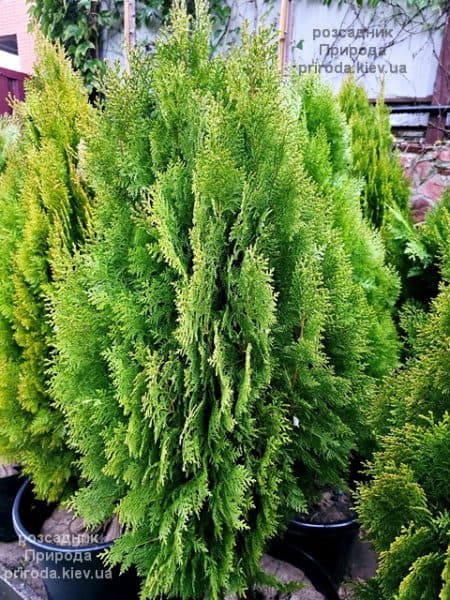 Туя Ауреа Нана (Thuja orientalis Aurea Nana) ФОТО Розсадник рослин Природа (10)