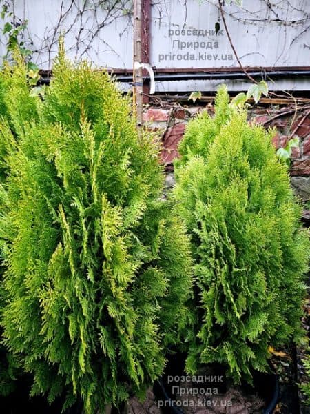 Туя Ауреа Нана (Thuja orientalis Aurea Nana) ФОТО Розсадник рослин Природа (11)