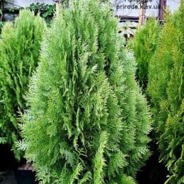 Туя Ауреа Нана (Thuja orientalis Aurea Nana) ФОТО Розсадник рослин Природа (7)