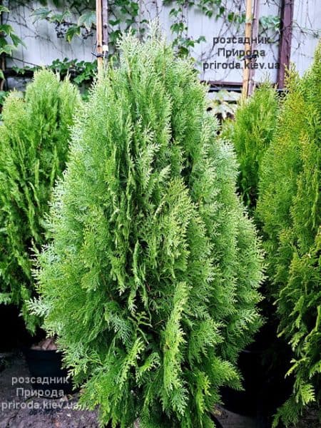 Туя Ауреа Нана (Thuja orientalis Aurea Nana) ФОТО Розсадник рослин Природа (7)