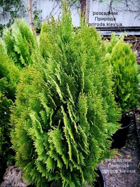 Туя Ауреа Нана (Thuja orientalis Aurea Nana) ФОТО Розсадник рослин Природа (8)