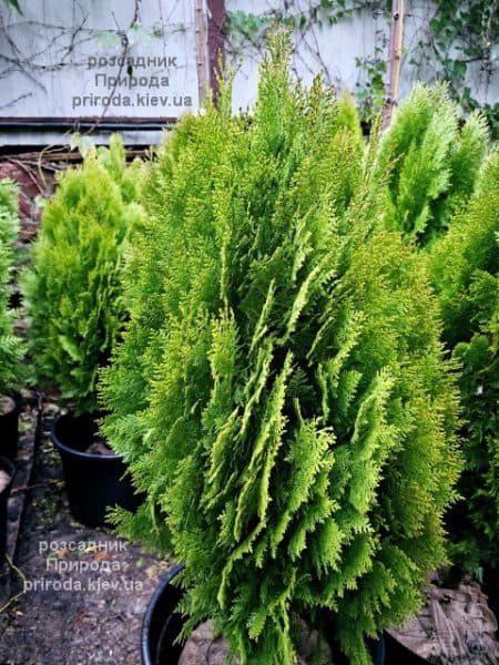 Туя Ауреа Нана (Thuja orientalis Aurea Nana) ФОТО Розсадник рослин Природа (9)