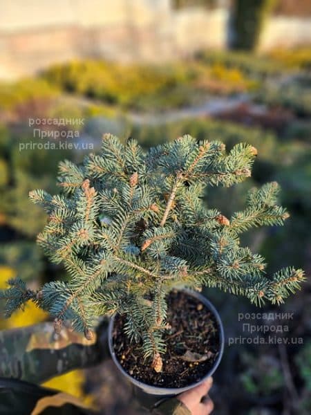Ялина колюча Герман Нау (Picea pungens Herman Naue) ФОТО Розсадник рослин Природа (1)