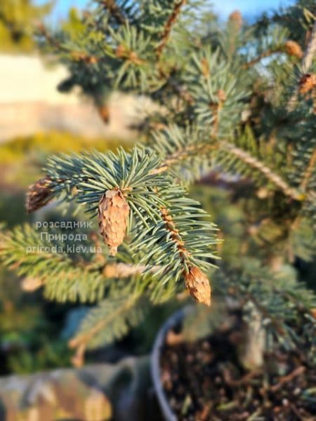 Ялина колюча Герман Нау (Picea pungens Herman Naue) ФОТО Розсадник рослин Природа (2)