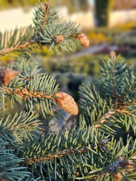 Ялина колюча Герман Нау (Picea pungens Herman Naue) ФОТО Розсадник рослин Природа (5)