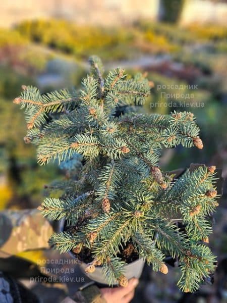 Ялина колюча Герман Нау (Picea pungens Herman Naue) ФОТО Розсадник рослин Природа (6)