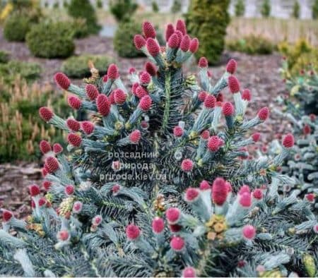 Ялина колюча Герман Нау (Picea pungens Herman Naue) ФОТО Розсадник рослин Природа (7)