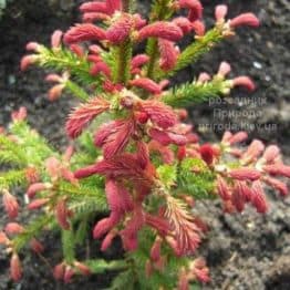 Ялина звичайна Рідал (Picea abies Rydal) ФОТО Розсадник рослин Природа (1)