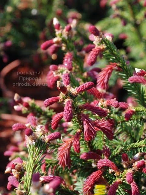 Ялина звичайна Рідал (Picea abies Rydal) ФОТО Розсадник рослин Природа (2)