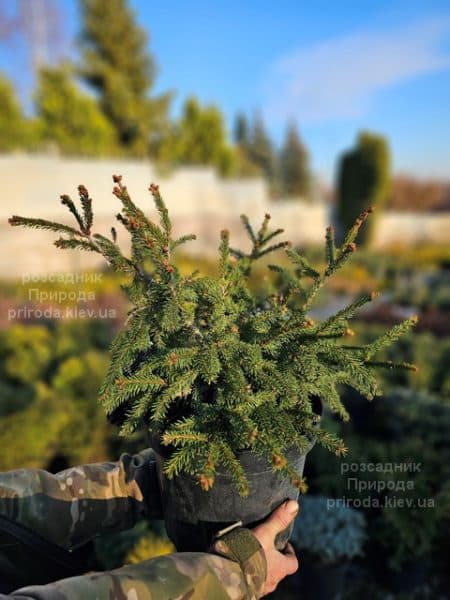 Ялина звичайна Рідал (Picea abies Rydal) ФОТО Розсадник рослин Природа (3)