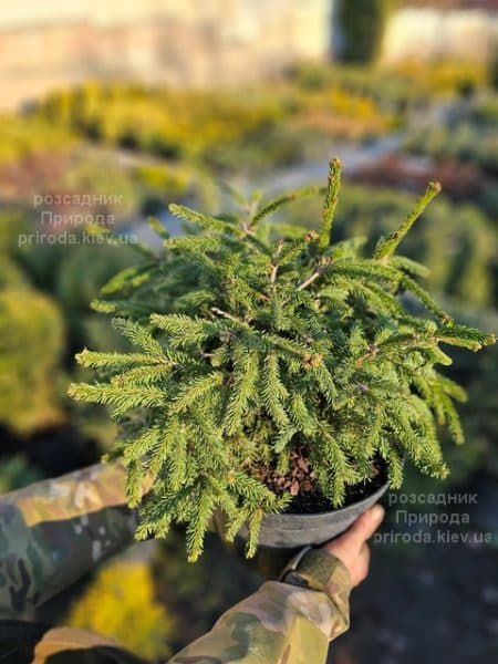 Ялина звичайна Рідал (Picea abies Rydal) ФОТО Розсадник рослин Природа (4)