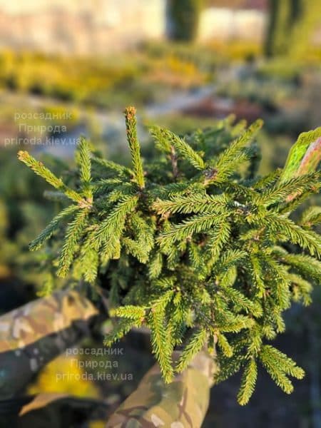 Ялина звичайна Рідал (Picea abies Rydal) ФОТО Розсадник рослин Природа (5)