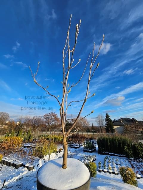 Магнолія Суланжа (Magnolia soulangeana) ФОТО Розсадник рослин Природа (63)