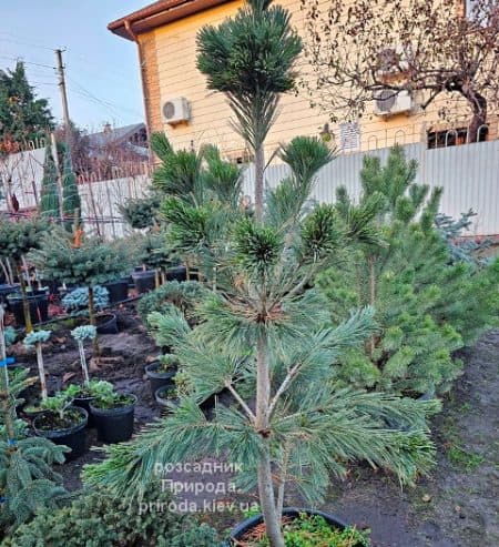 Сосна м'яка Вандерволфс Пірамід (Pinus flexilis Vanderwolfs Pyramid) ФОТО Розсадник рослин Природа