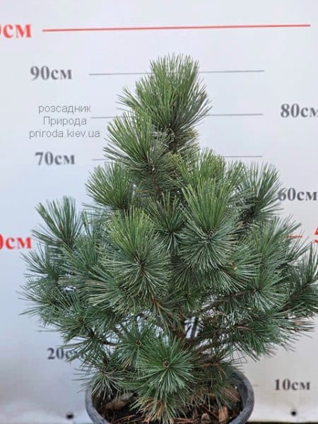 Сосна білокора (Pinus leucodermis) ФОТО Розсадник рослин Природа (1)