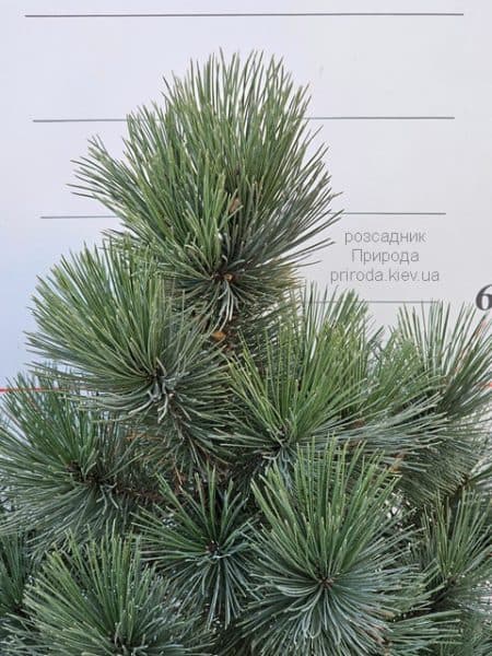 Сосна білокора (Pinus leucodermis) ФОТО Розсадник рослин Природа (2)