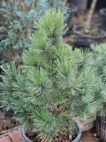 Сосна білокора (Pinus leucodermis) ФОТО Розсадник рослин Природа (3)
