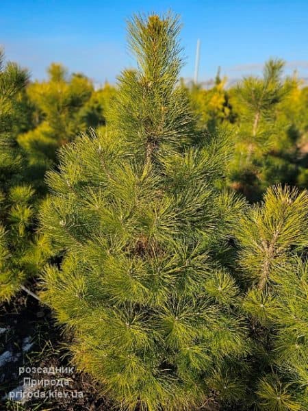 Сосна чорна австрійська (Pinus nigra austriaca) ФОТО Розсадник рослин Природа (10)