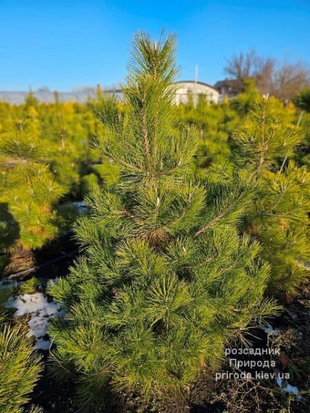 Сосна чорна австрійська (Pinus nigra austriaca) ФОТО Розсадник рослин Природа (11)