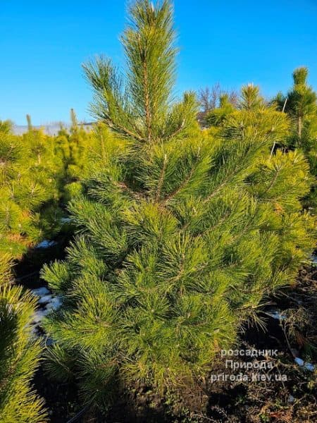 Сосна чорна австрійська (Pinus nigra austriaca) ФОТО Розсадник рослин Природа (12)