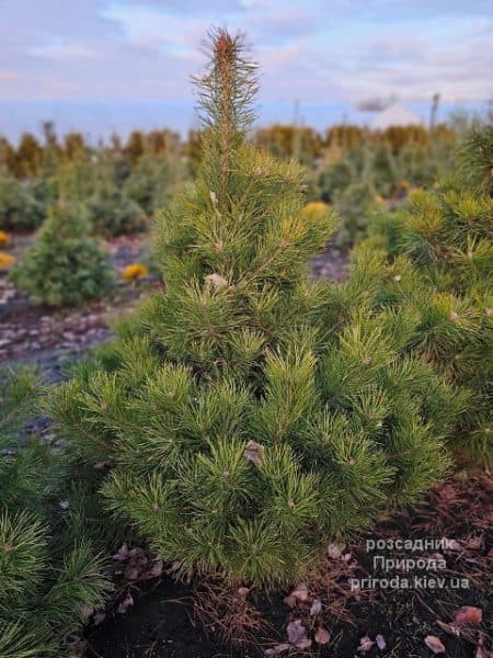 Сосна чорна австрійська (Pinus nigra austriaca) ФОТО Розсадник рослин Природа (13)