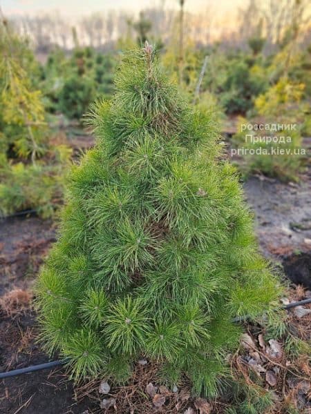 Сосна чорна австрійська (Pinus nigra austriaca) ФОТО Розсадник рослин Природа (14)