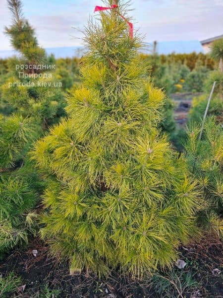 Сосна чорна австрійська (Pinus nigra austriaca) ФОТО Розсадник рослин Природа (15)