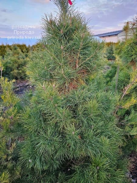 Сосна чорна австрійська (Pinus nigra austriaca) ФОТО Розсадник рослин Природа (16)