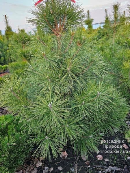 Сосна чорна австрійська (Pinus nigra austriaca) ФОТО Розсадник рослин Природа (17)