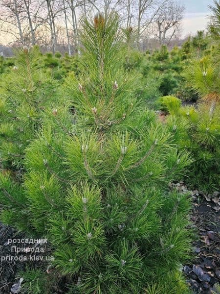 Сосна чорна австрійська (Pinus nigra austriaca) ФОТО Розсадник рослин Природа (19)