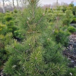 Сосна чорна австрійська (Pinus nigra austriaca) ФОТО Розсадник рослин Природа (20)
