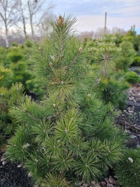 Сосна чорна австрійська (Pinus nigra austriaca) ФОТО Розсадник рослин Природа (20)