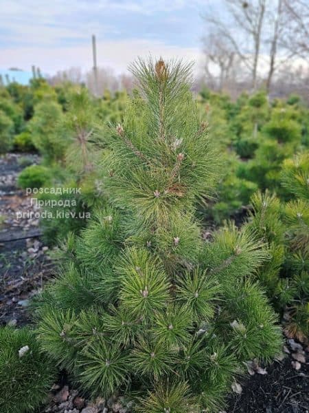 Сосна чорна австрійська (Pinus nigra austriaca) ФОТО Розсадник рослин Природа (21)