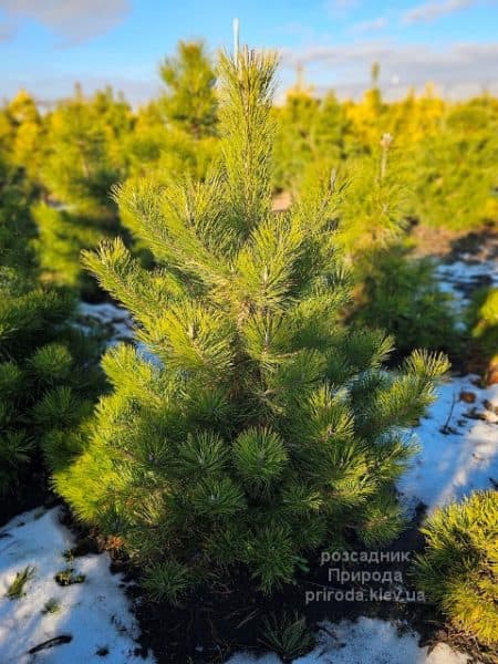 Сосна чорна австрійська (Pinus nigra austriaca) ФОТО Розсадник рослин Природа (7)