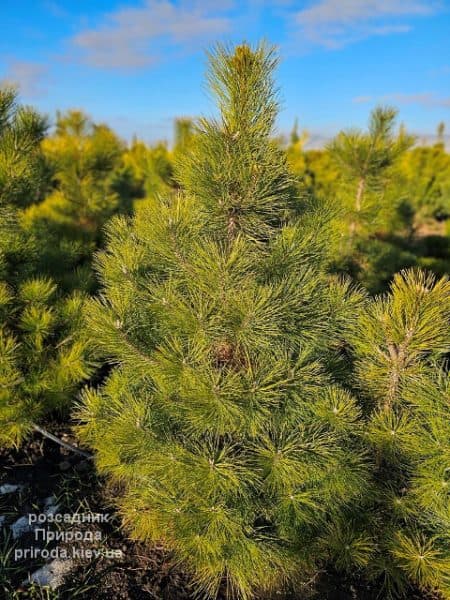 Сосна чорна австрійська (Pinus nigra austriaca) ФОТО Розсадник рослин Природа (8)
