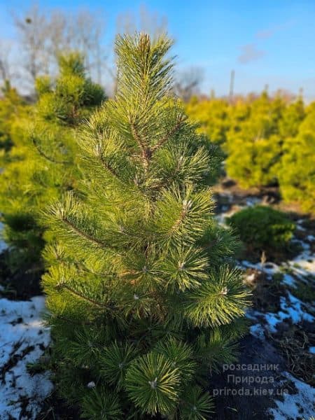 Сосна чорна австрійська (Pinus nigra austriaca) ФОТО Розсадник рослин Природа (9)